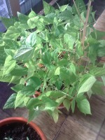 /album/fotogaleria/alubias-terrasa-jpg/